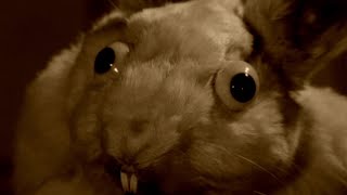 Napolian // Internal