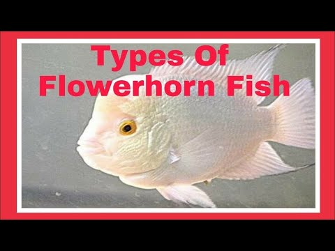 All Types Of Flowerhorn Fish