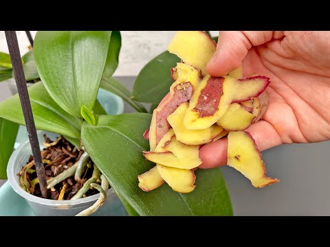 Allt du behöver är potatis! Och orkidén blommar året runt! Det enkla sättet!