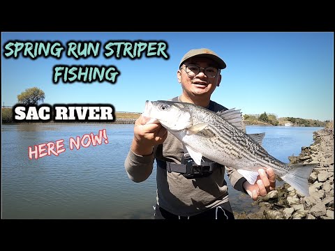 SPRING RUN STRIPER MORNING FISHING PT1 3/27/21