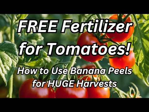 FREE Fertilizer for Tomatoes! 🍌 How to Use Banana Peels for HUGE Harvests (Organic Gardening Hack)