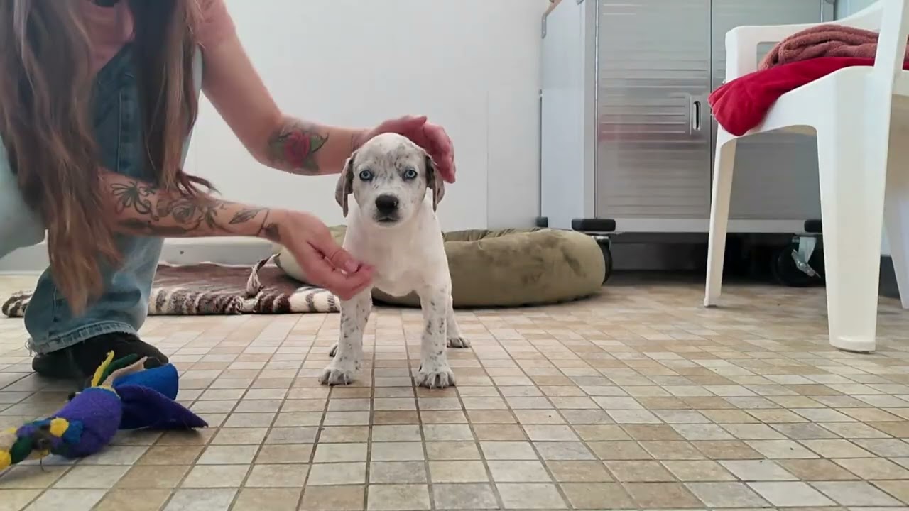 Enlarge Charity, a Adopted mixed breed in Monroe, WA video 6/6