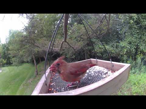 How wonderful to see a cute juvenile male cardinal!#birds #cardinals #shortvideo  #babybird 
