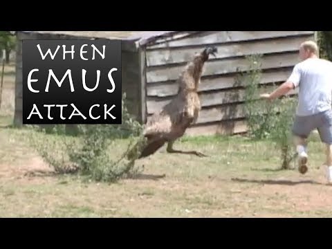 When Emus Attack - Emu Chases Man