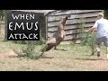 When Emus Attack - Emu Chases Man