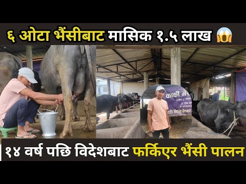 ६ ओटा भैंसीबाट मासिक १.५ लाख | के यो सम्भव छ? | Bhaisi palan nepal | Buffalo farming nepal | bhaisi