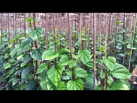 Betel Leaf Plant - Best Ways To Make Money - Agriculture Farm