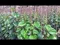 Betel Leaf Plant - Best Ways To Make Money - Agriculture Farm