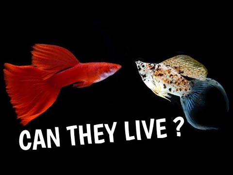 Can guppies and Molly fish live together | Can I put a guppy in with Molly .