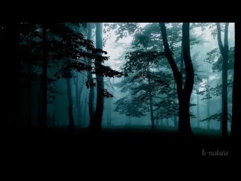 FORÊT LA NUIT – Grillons Pluie Hiboux Vent – Détente Etude Sommeil Méditation Acouphènes – 6 HEURES