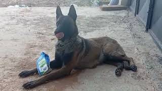 Um lindo dia na fazenda يوم جميل في المزرعة