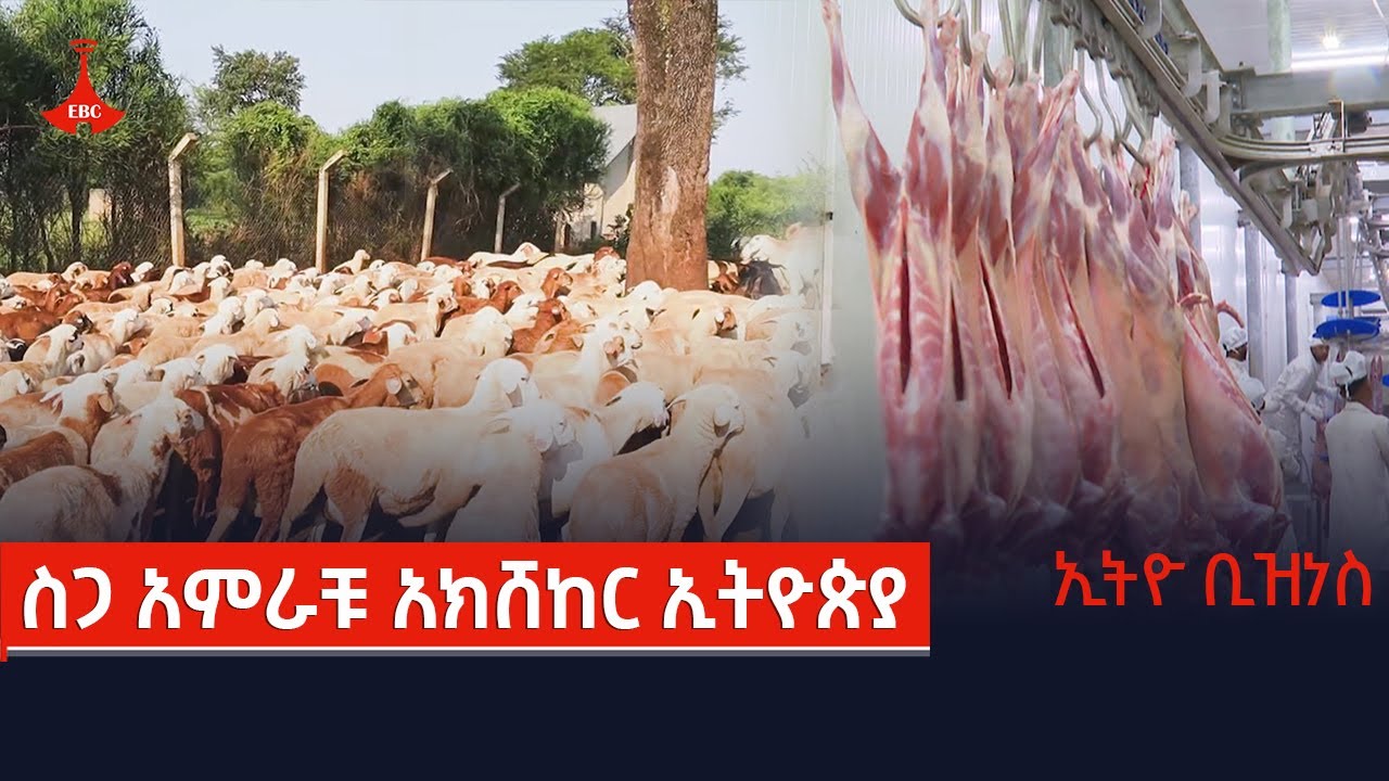 ኢትዮ ቢዝነስ - ስጋ አምራቹ አክሸከር ኢትዮጵያ  Etv | Ethiopia | News