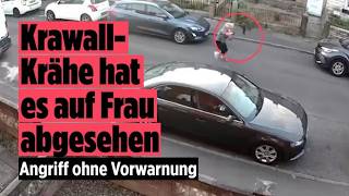 Aggressive Krähe attackiert Frau direkt vor der Haustür