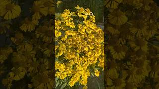 Yellow flower | owls claw |flower #trending #ytshorts #shorts #short #assam #flowers #youtubeshorts