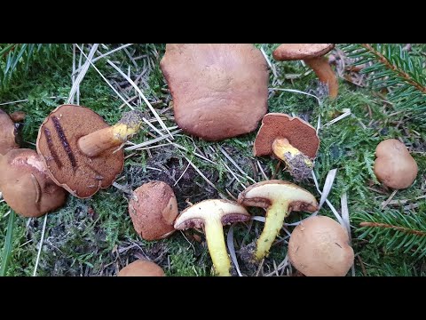 Boletus picante - Chalciporus piperatus -  Peppery Bolete