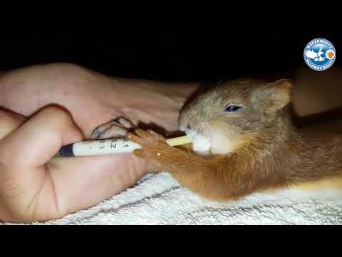 A mókus parazita - jomodmatrac.hu