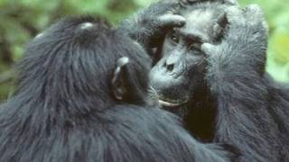 Did Chimps and Humans Inherit Common Social Behaviors?