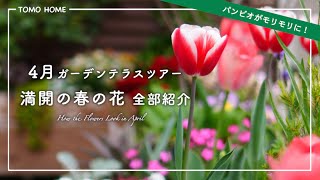 Annuals are exploding and perennials are growing too! April's terrace flowers - luxe and rose buds