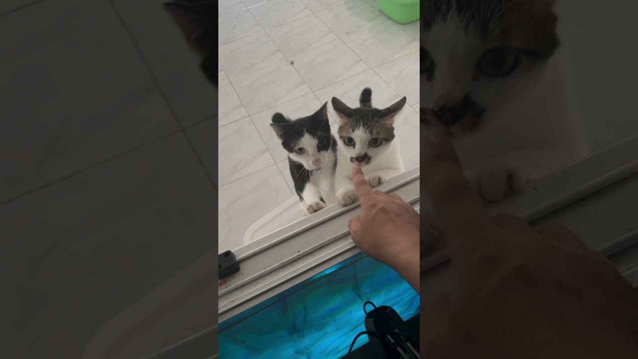 朝のかまって猫