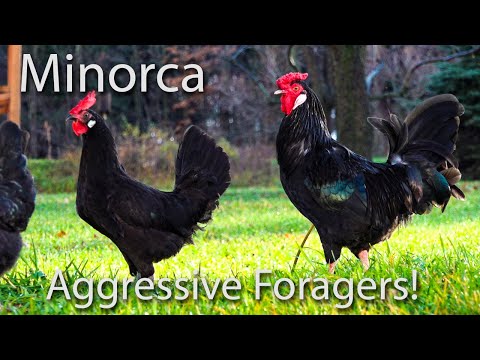 Cierna Minorca kohut