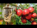🍎Apple tree propagation by air layering using Aloe Vera - easy method