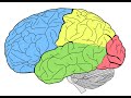 Resistance Training, Brain Structure, and Brain Function — Skyler Tanner, M S  AHS14