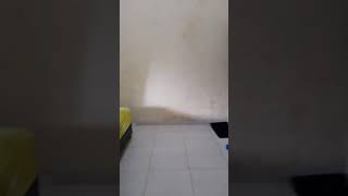 Download lagu kantong macan mp3