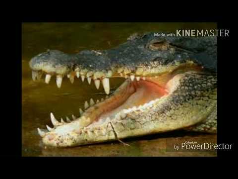 download lagu mp3 mp4 Magarmach Ke Kitne Dant e Hain, download lagu Magarmach Ke Kitne Dant e Hain gratis, unduh video klip Magarmach Ke Kitne Dant e Hain