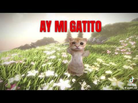 اغنية الهندية مياو مياو 🐈🐱 مترجمة 😭💞