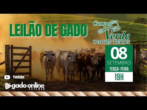 🌟Leilão de Gado Campo Verde AO VIVO | Igaratinga/MG | 🎥