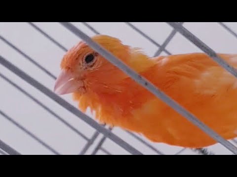 Orange canary singing in the molting period