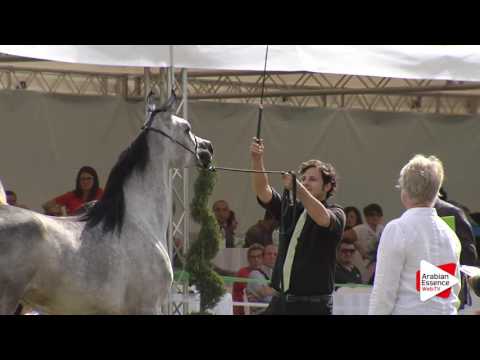 2016 - Italian National Championships - Yearling Fillies (Class 7A) - 2nd place: n°58 TF DAUPHINE