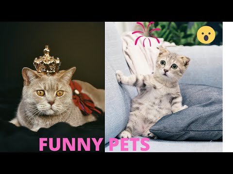 😍 Cute  Cats | Funniest Pets| Anusha HW Channel! 🐱‍👓