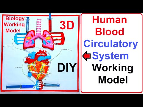 human blood circulatory system working model heart lungs 3d science exhibition craftpiller