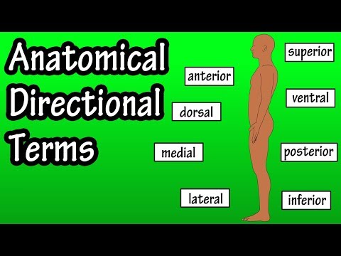 Anatomical Position And Directional Terms - Anatomical Terms - Directional Terms Anatomy