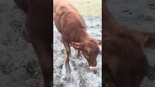 Lots of love until good old Bella comes around #farming #farmlife #cow #shorts