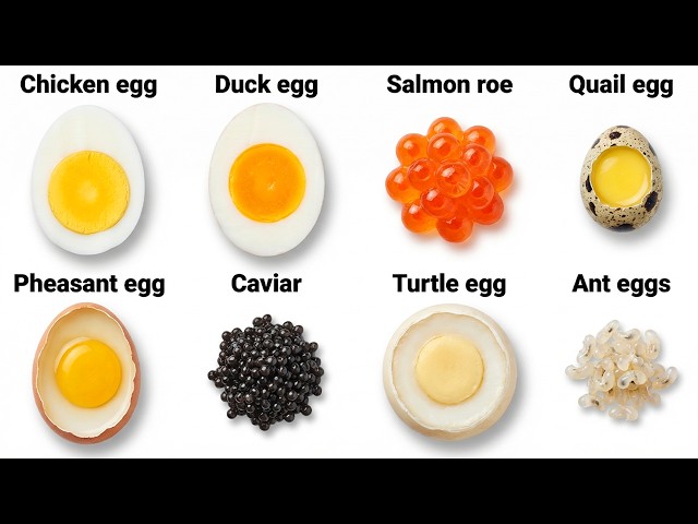 Every Egg Type Explained SDDEFAULT Thumbnail