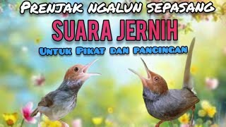 Download lagu Suara Pikat Prenjak Kepala Merah Jantan Dan Betina Saling Sahut Sahutan mp3 Download lagu Suara Pikat Prenjak Kepala Merah Jantan Dan Betina Saling Sahut Sahutan mp3