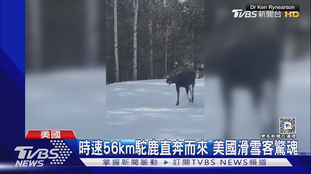 滑雪給駝鹿追!時速56km「大物」逼近 美國滑雪客遇驚魂