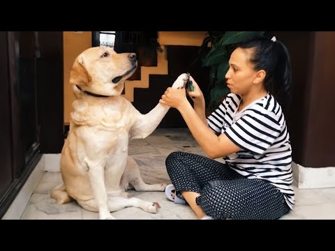 Labrador chien agit dramatiquement couper ses ongles🤣the funniest dogs🤣les chiens les plus drôles.
