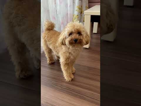 経営学科 レースカーテンに隠れるトイプードル12ヶ月 #トイプードル #toypoodle