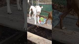 Video preview image #1 Mutt Puppy For Sale in McCormick, SC, USA