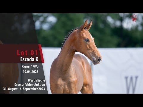 Dressurfohlen-Aution Lot 01 Escada K Stute v. Extra Gold - Don Romantic