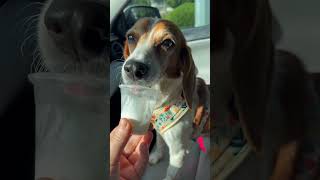 Video preview image #1 Beagle Puppy For Sale in Arlington, VA, USA