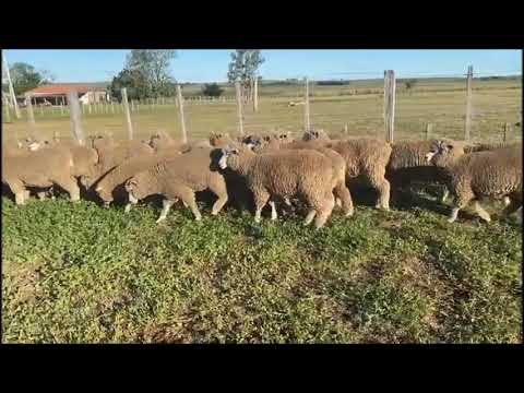 Lote 1 - Estancia Santa Margarida