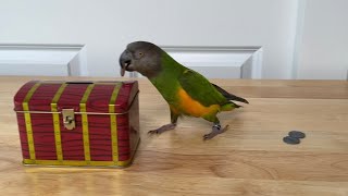 Parrot Puts Coins into a Treasure Chest #smart #bird