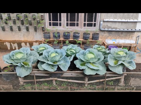 , title : 'cara menanam kubis dipolybag dari benih sampai panen || How to plant cabbages from seed to harvest'