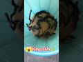 King Cobra Snake Facts Cobra Animals Viral Trending
