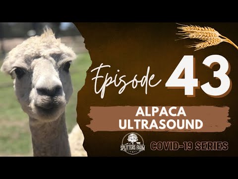 Episode 43 - Alpaca Ultrasound