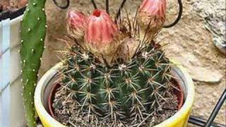 Fleurs de cactus